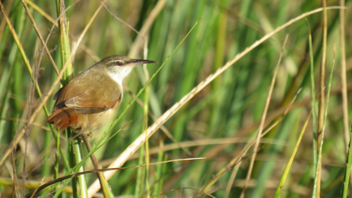 Straight-billed Reedhaunter - Francisco González Táboas