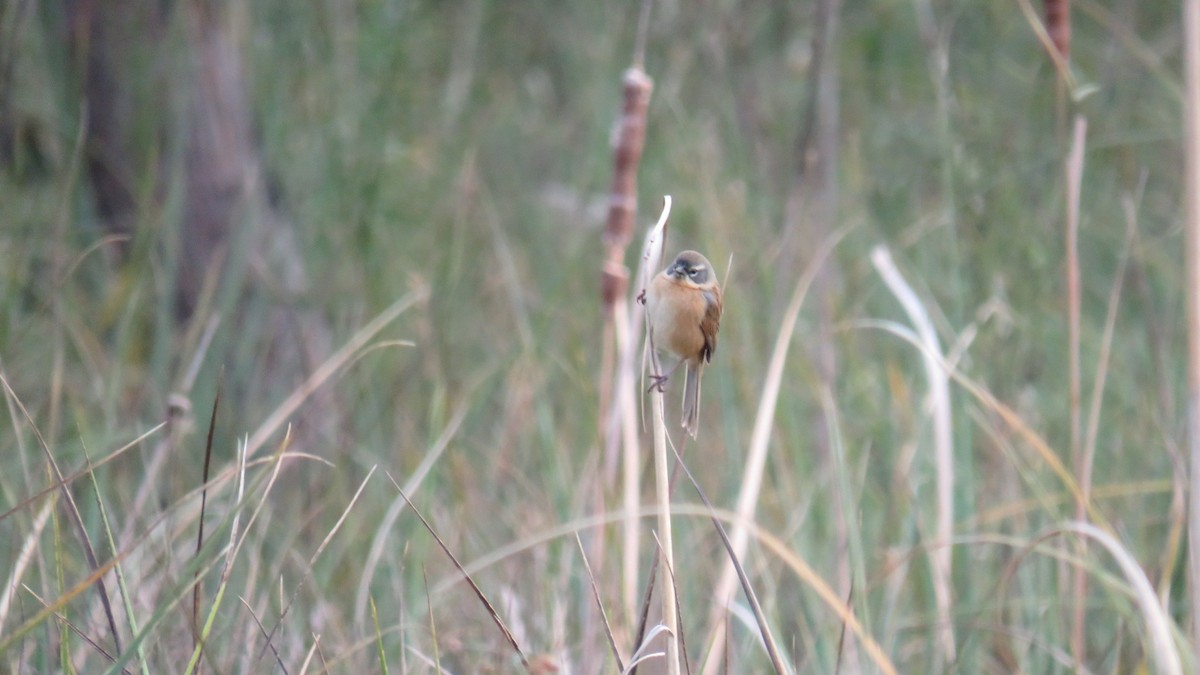 Long-tailed Reed Finch - ML107035841