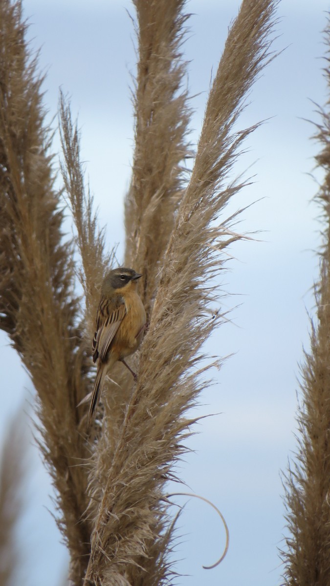 Long-tailed Reed Finch - Francisco González Táboas