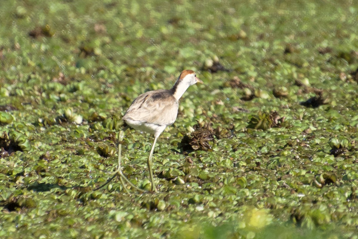 Comb-crested Jacana - ML107036051