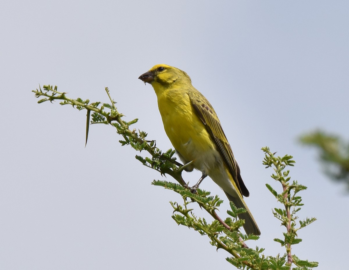 White-bellied Canary - ML107036391