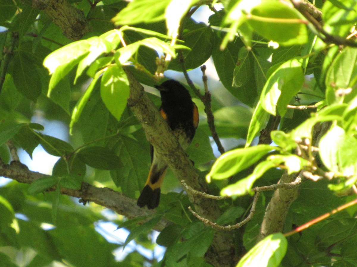 American Redstart - Debbie and Mark Raven