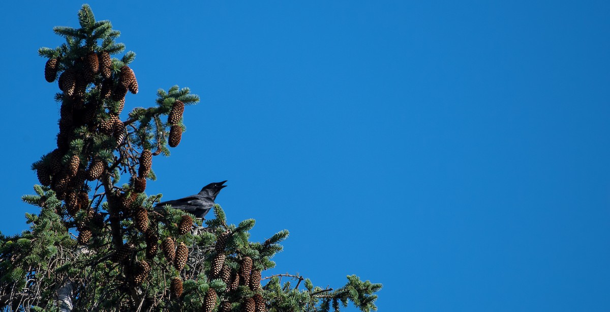 Fish Crow - ML107036561