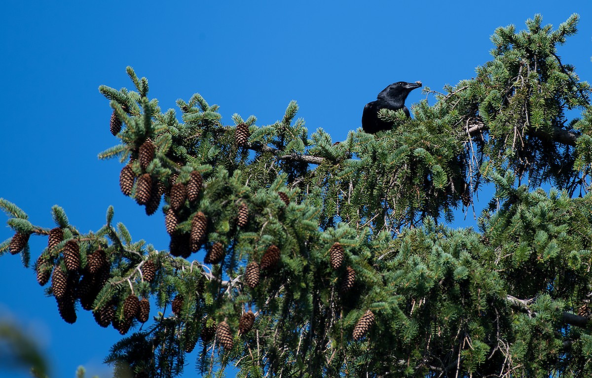 Fish Crow - ML107036581