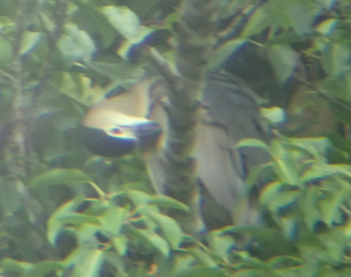 Black-crowned Night Heron - ML107037271