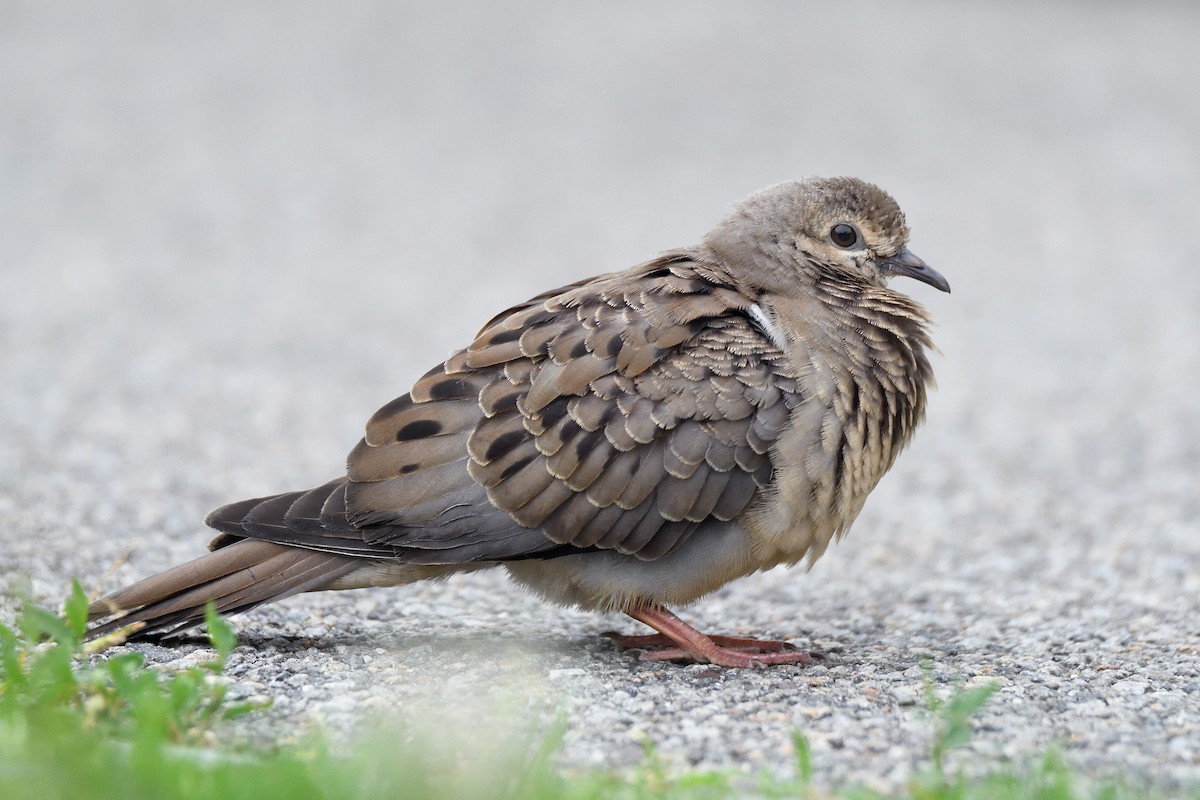 Mourning Dove - ML107038721