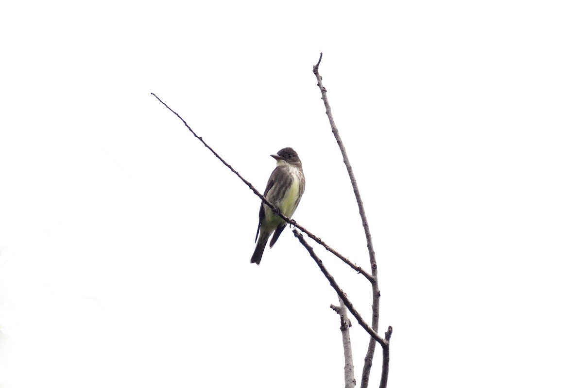 Olive-sided Flycatcher - ML107038751