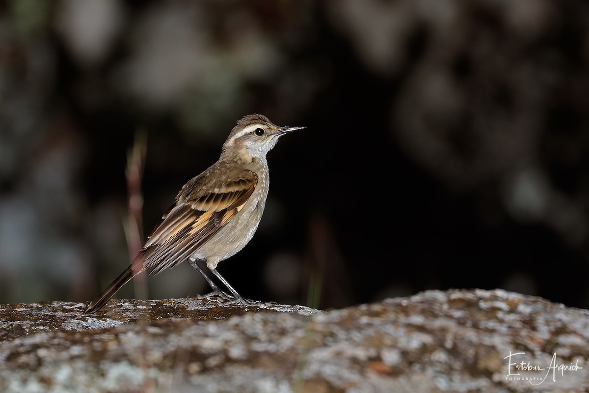 Long-tailed Cinclodes (Long-tailed) - ML107039171