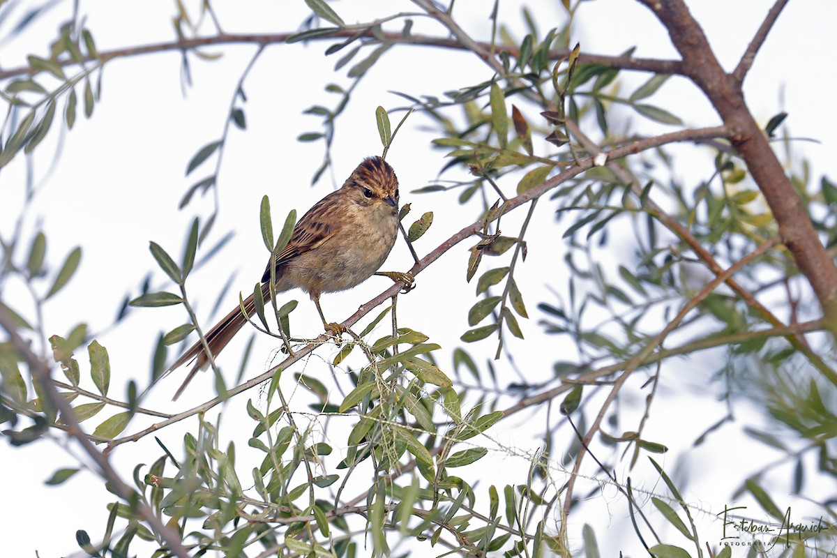 Striolated Tit-Spinetail - ML107039241