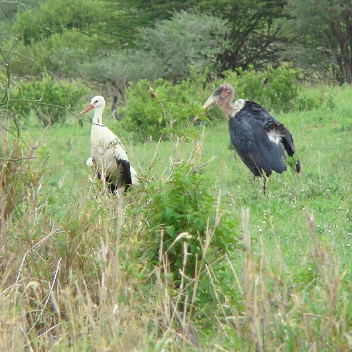 White Stork - ML107041041