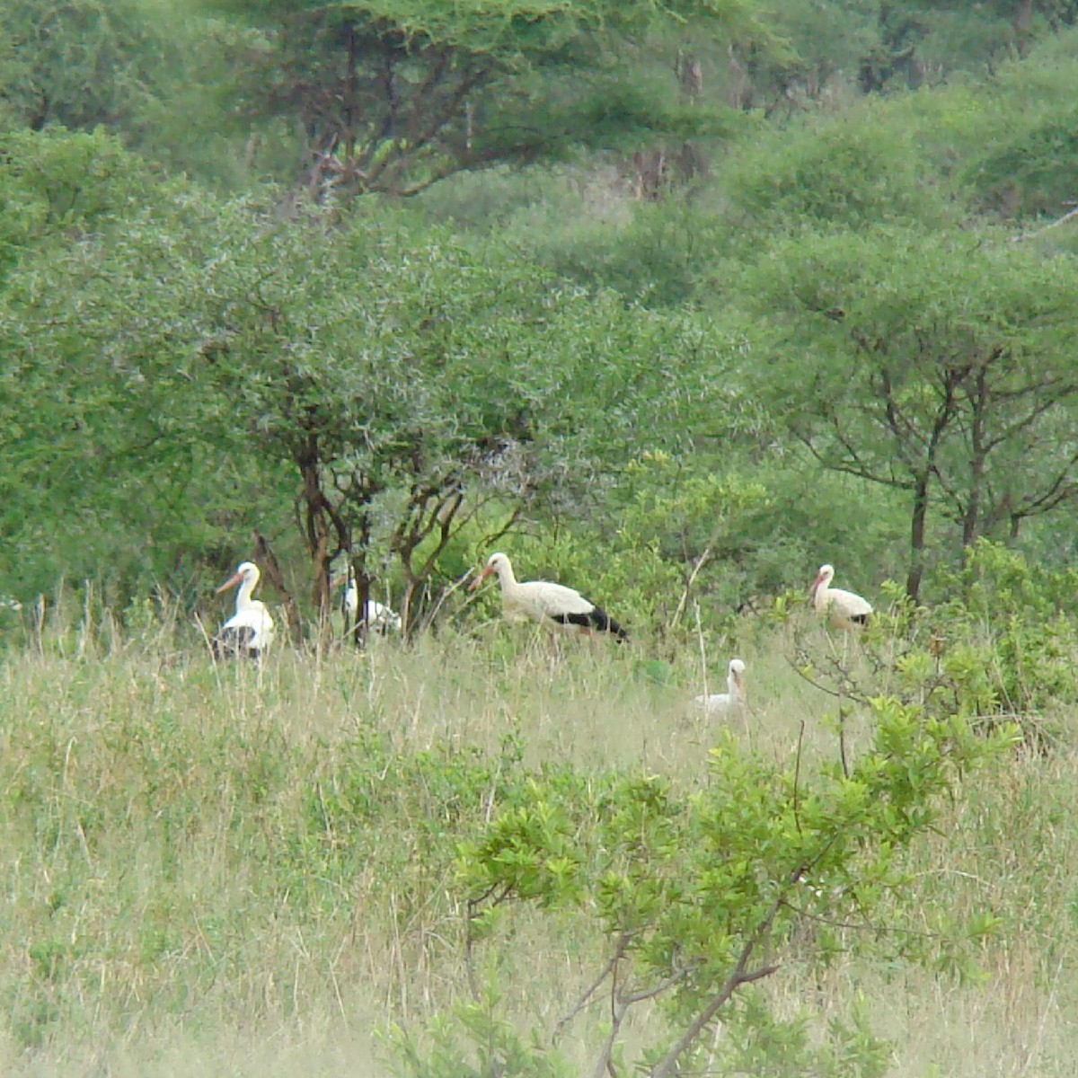 White Stork - ML107041101