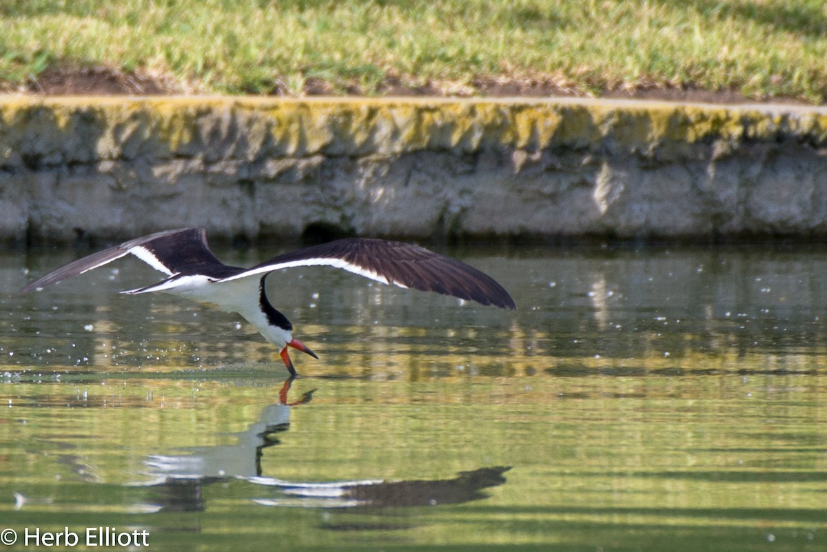 Black Skimmer - ML107043681