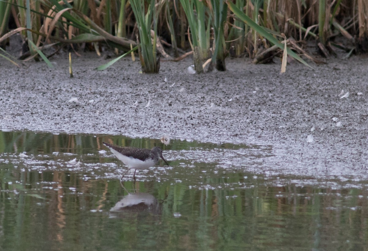 Green Sandpiper - ML107045361