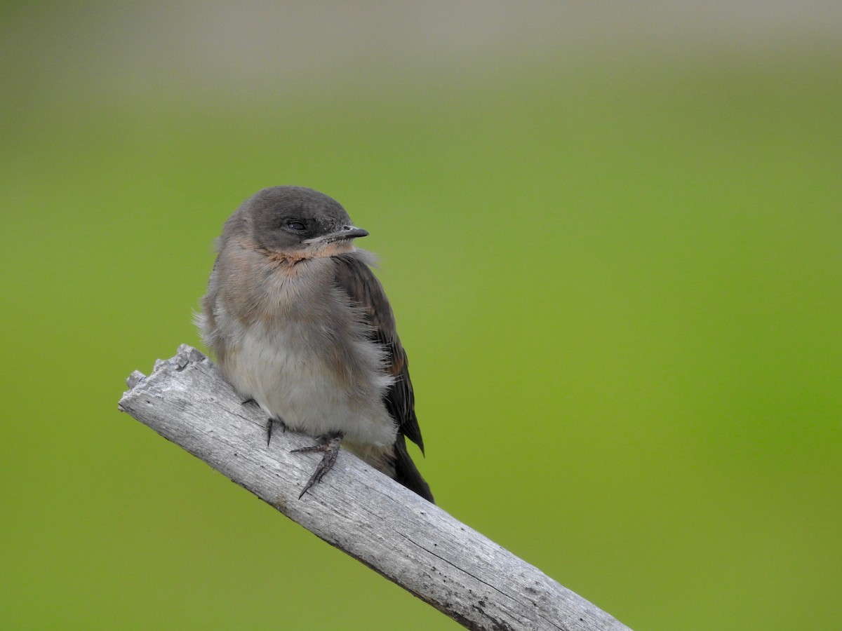 Northern Rough-winged Swallow - ML107045531