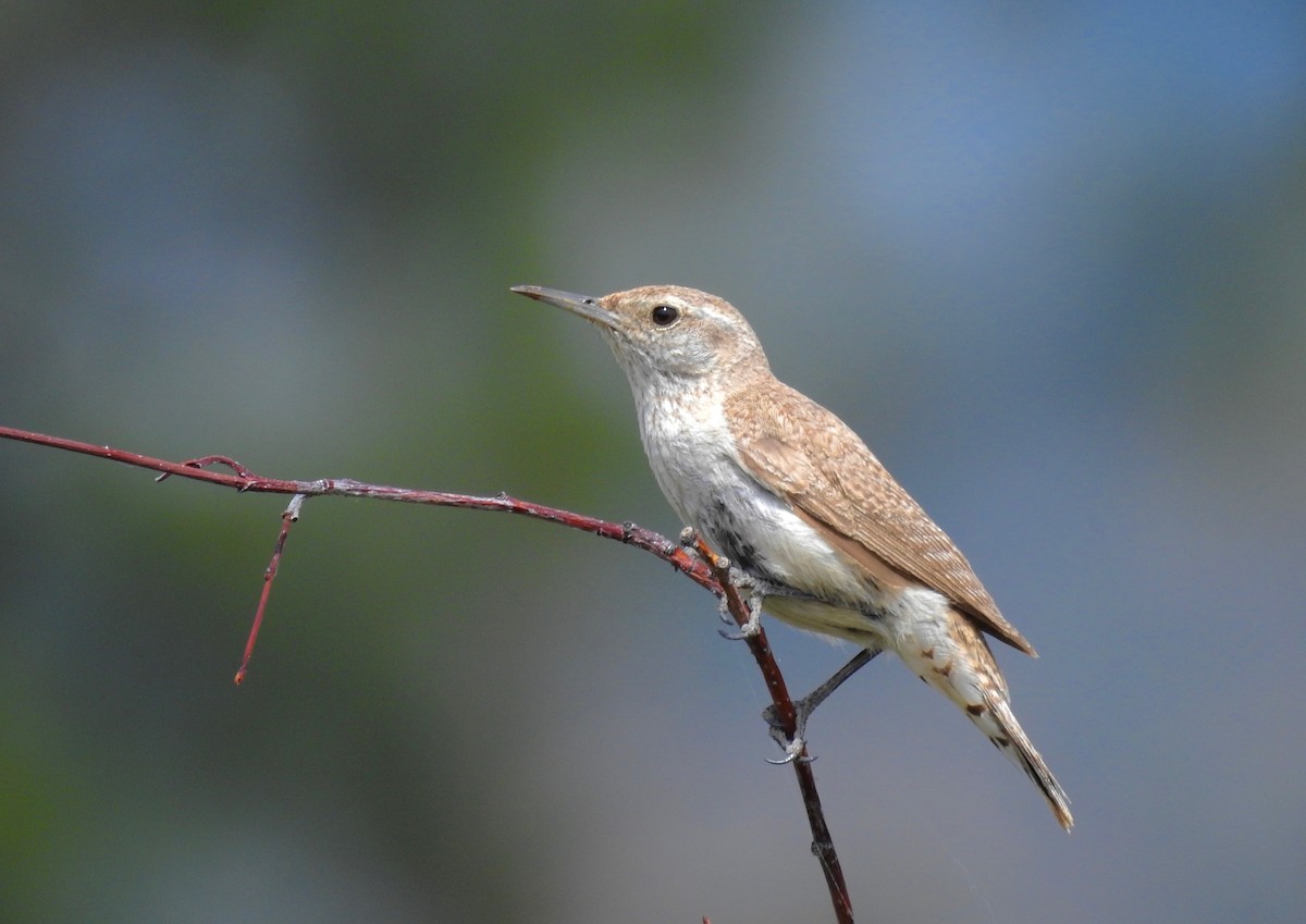 Rock Wren - ML107045871