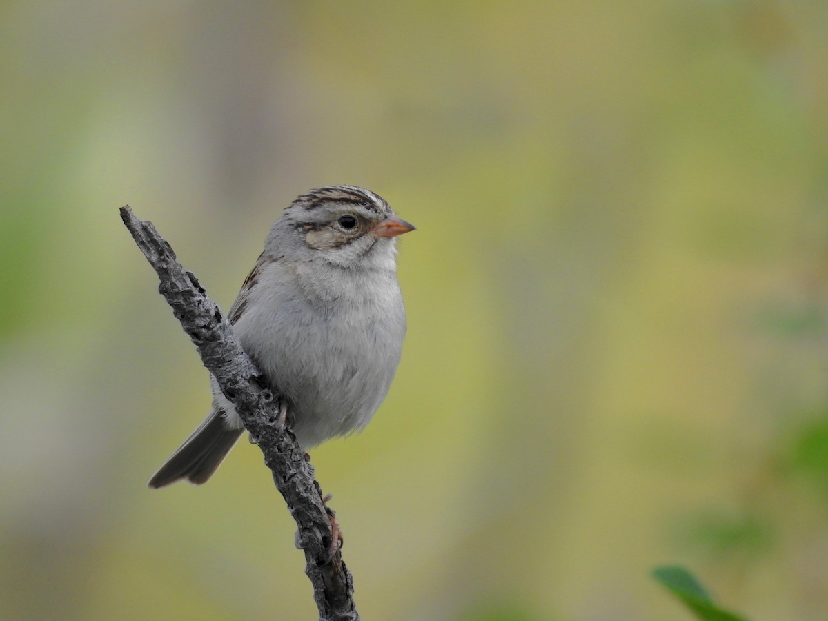 Clay-colored Sparrow - ML107045971