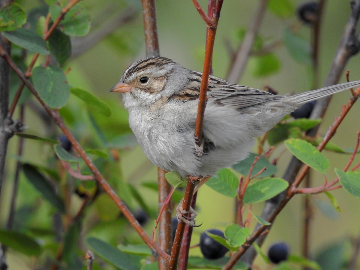 Clay-colored Sparrow - ML107046061