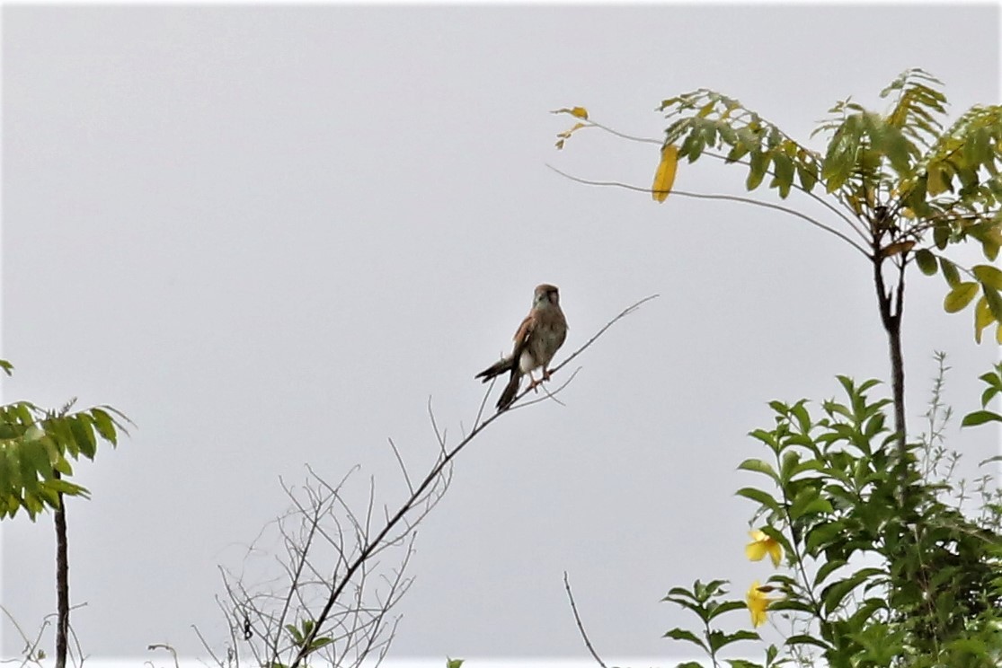 Nankeen Kestrel - ML107047021