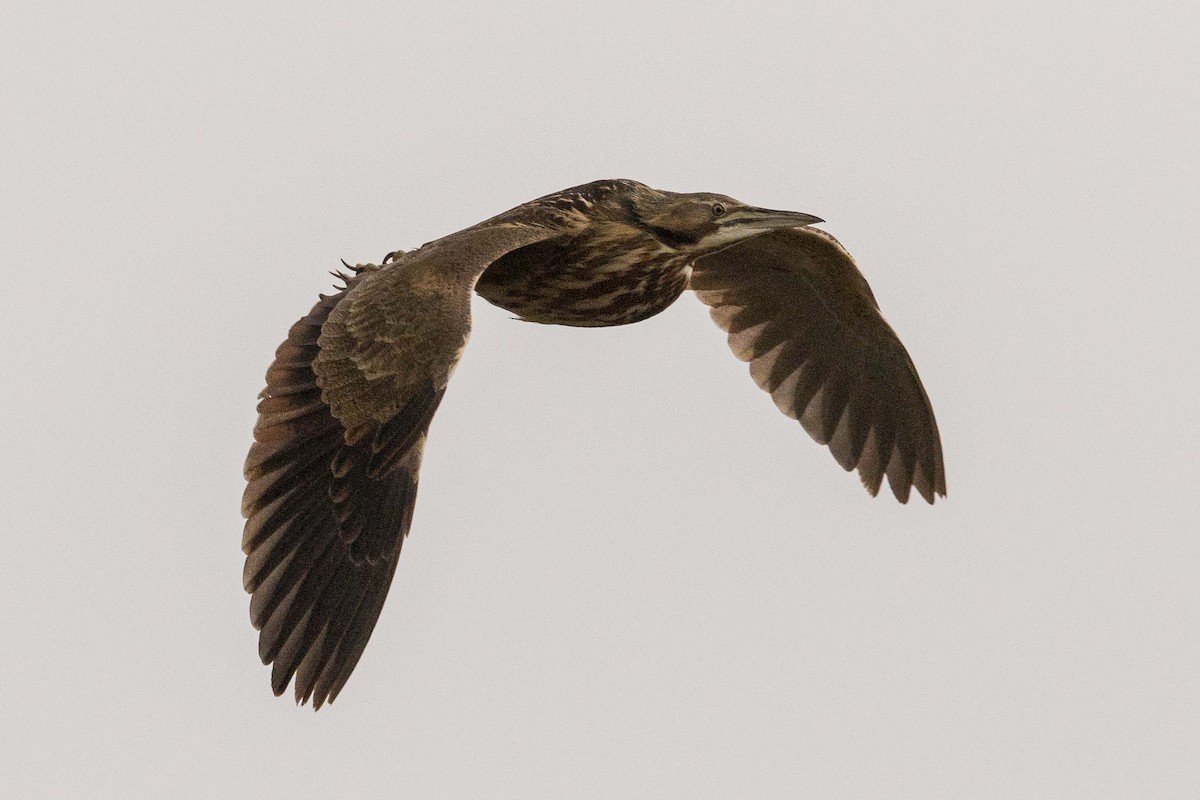 American Bittern - Eric VanderWerf