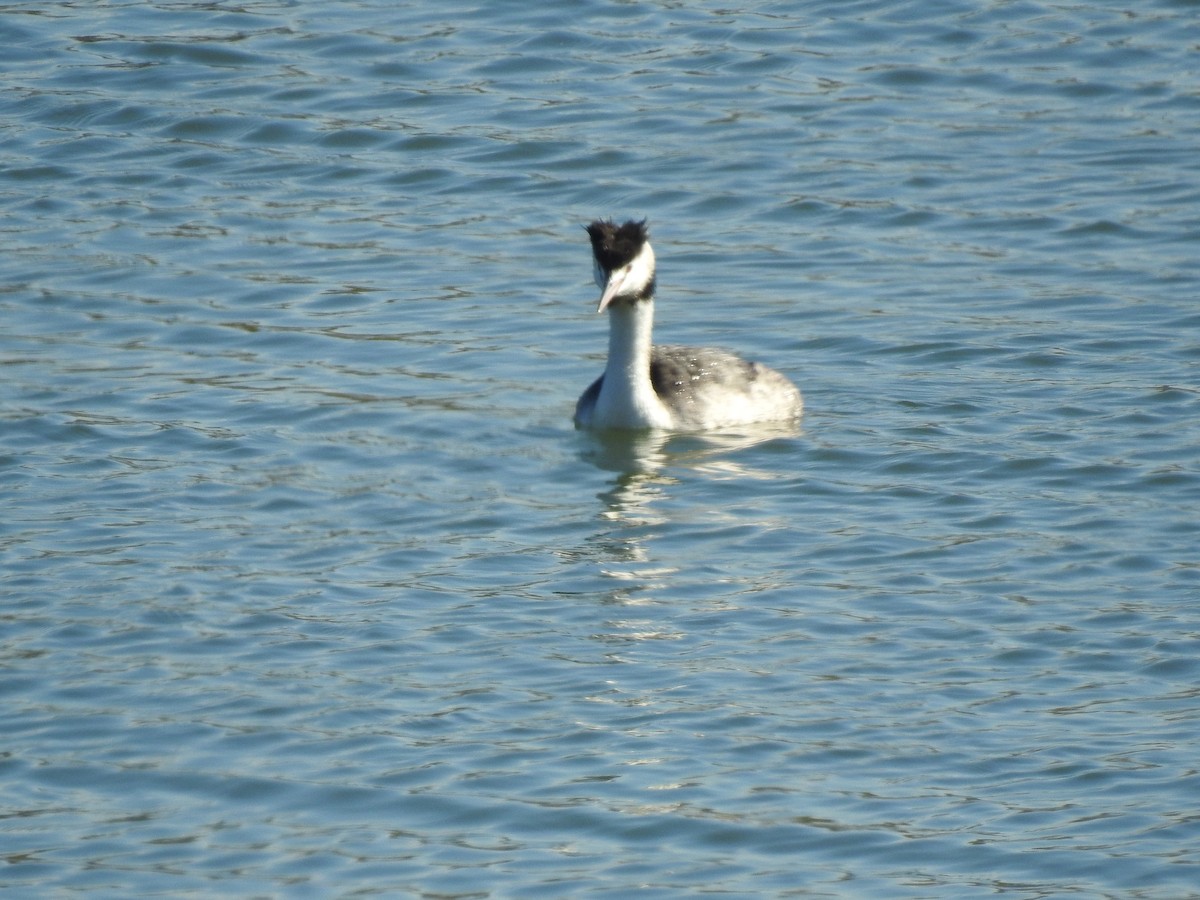 Great Crested Grebe - ML107048081