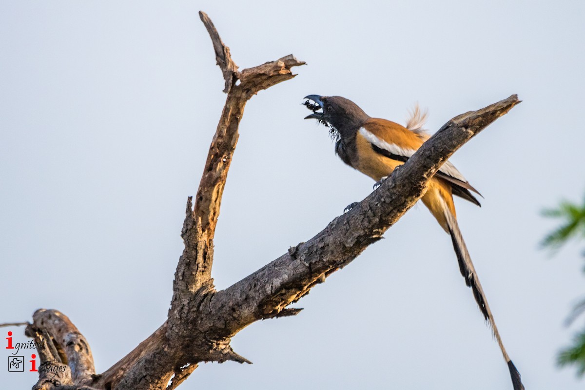 Rufous Treepie - ML107048401