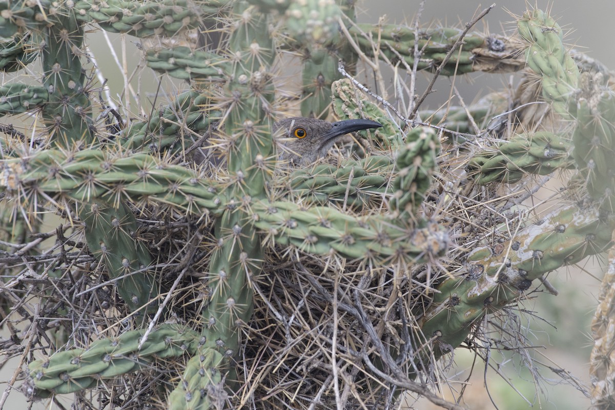 Curve-billed Thrasher - Bryan Calk