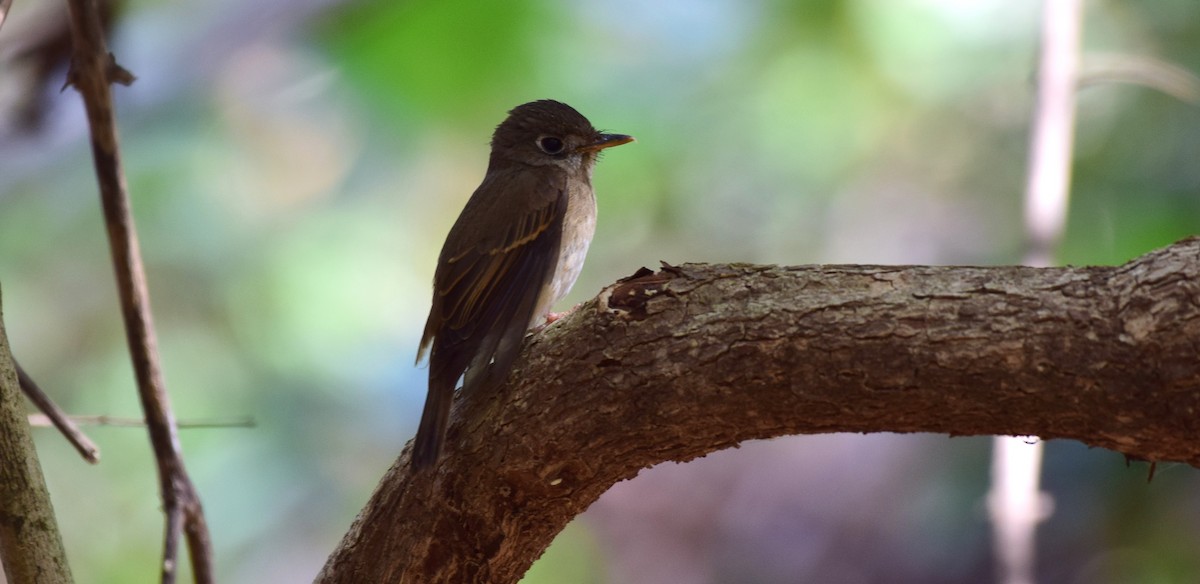 Brown-breasted Flycatcher - ML107052601