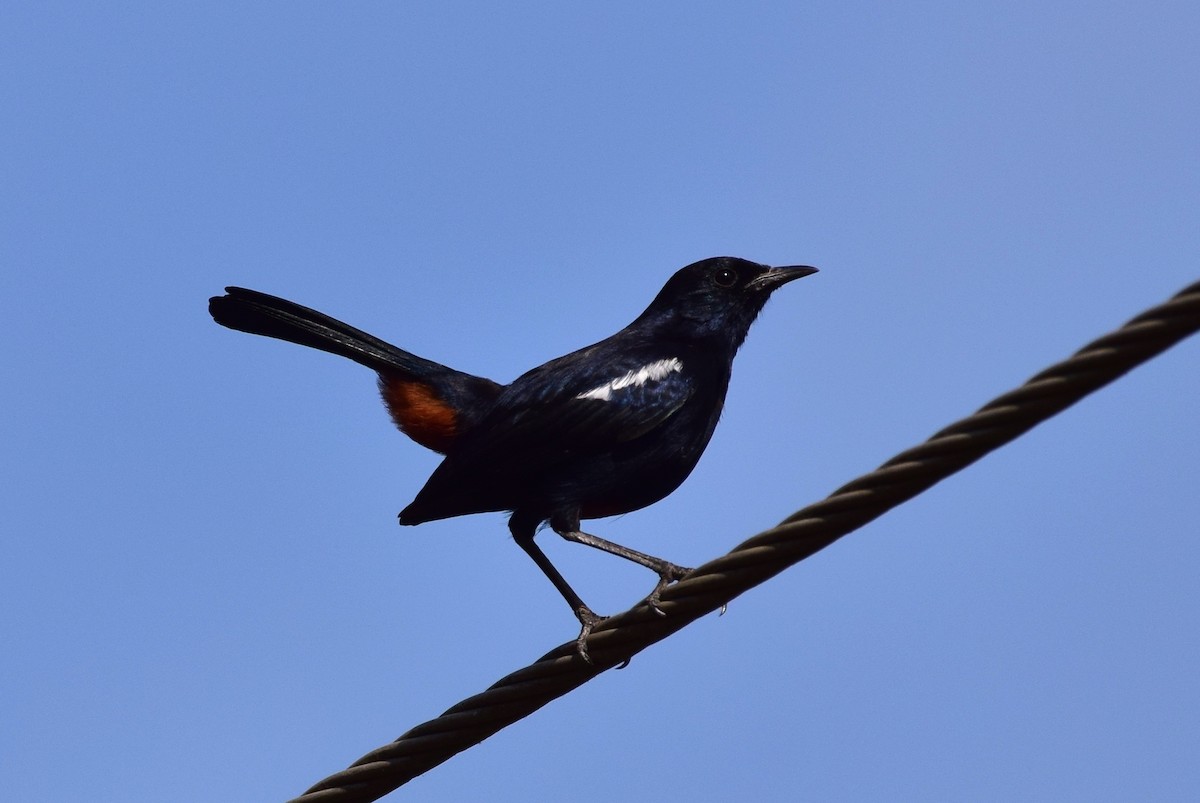 Indian Robin - ML107052631