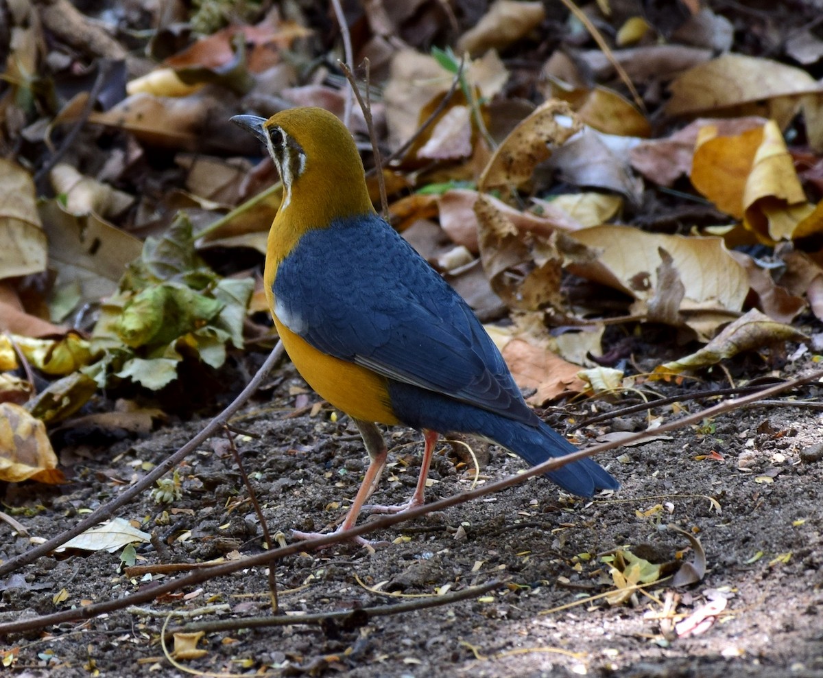 Orange-headed Thrush - ML107052671