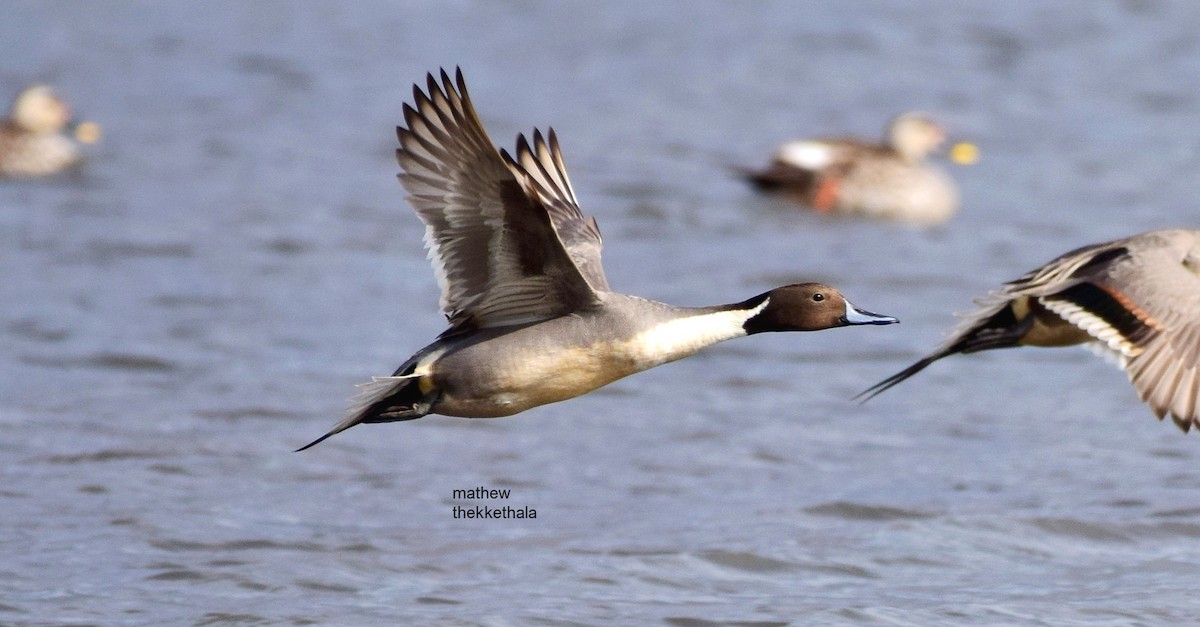 Northern Pintail - ML107052711