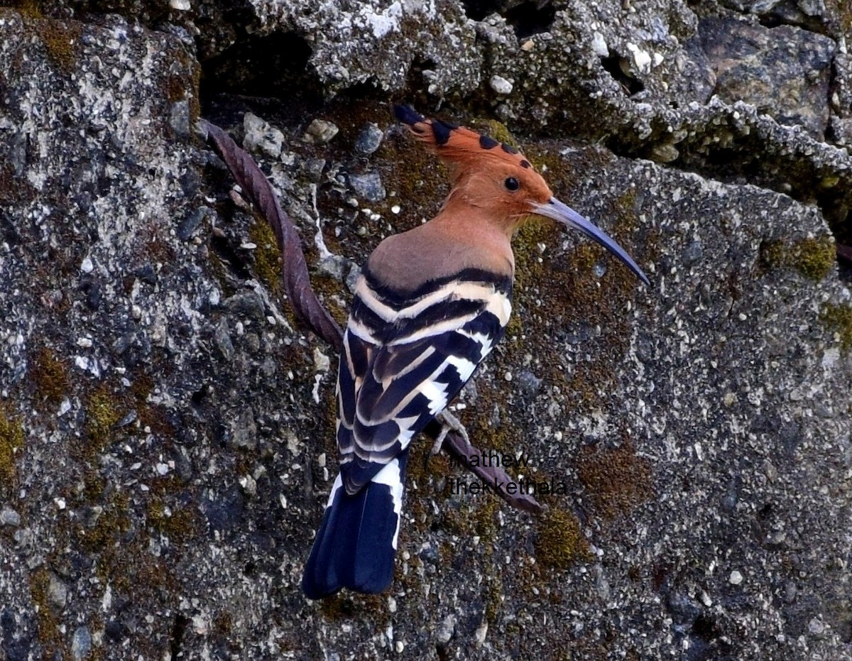 Eurasian Hoopoe - ML107052801