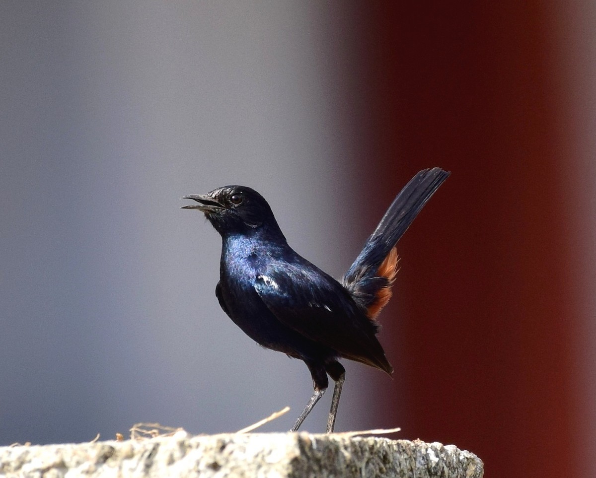 Indian Robin - ML107053821