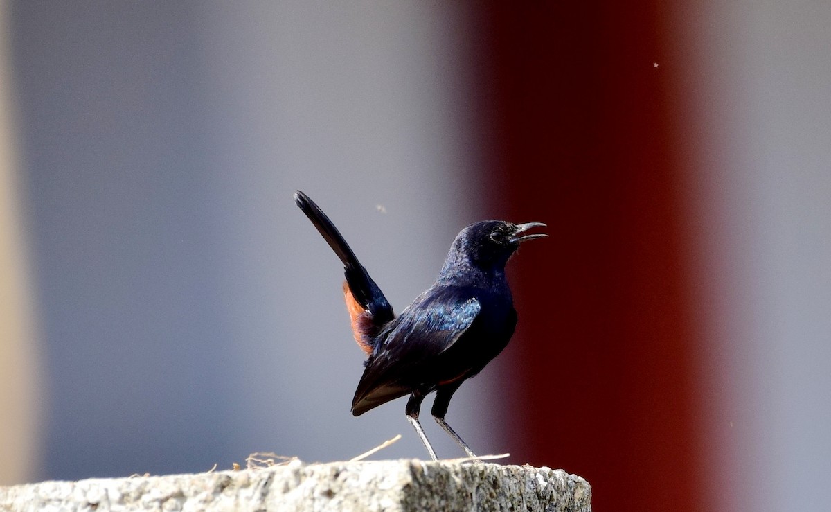 Indian Robin - ML107053831