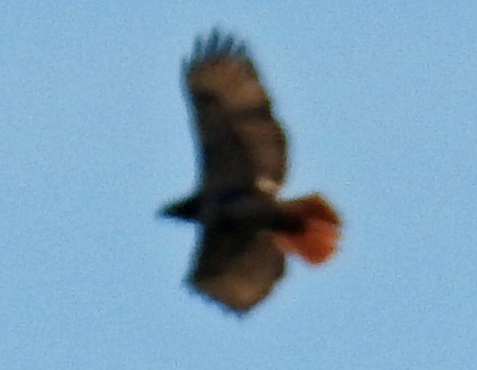 Red-tailed Hawk - ML107054361