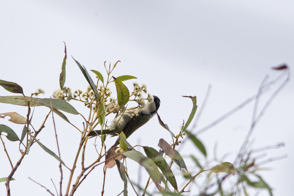 White-throated Honeyeater - ML107055631