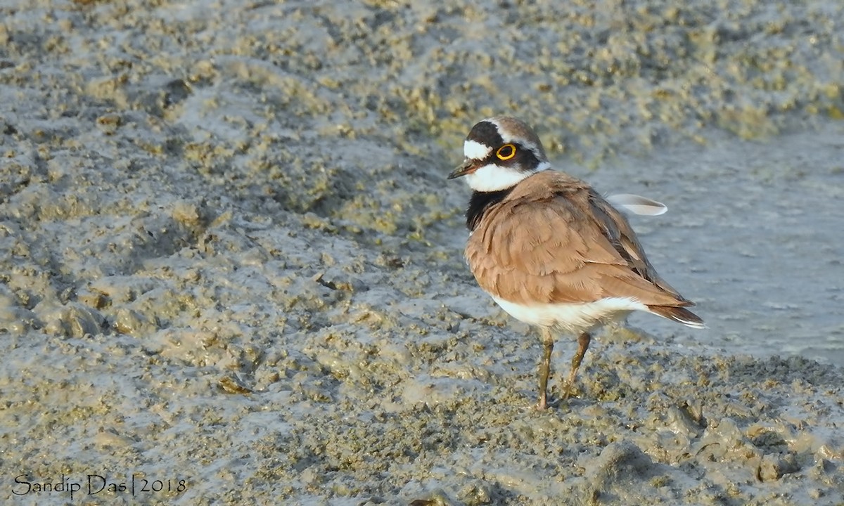 Little Ringed Plover - ML107055741