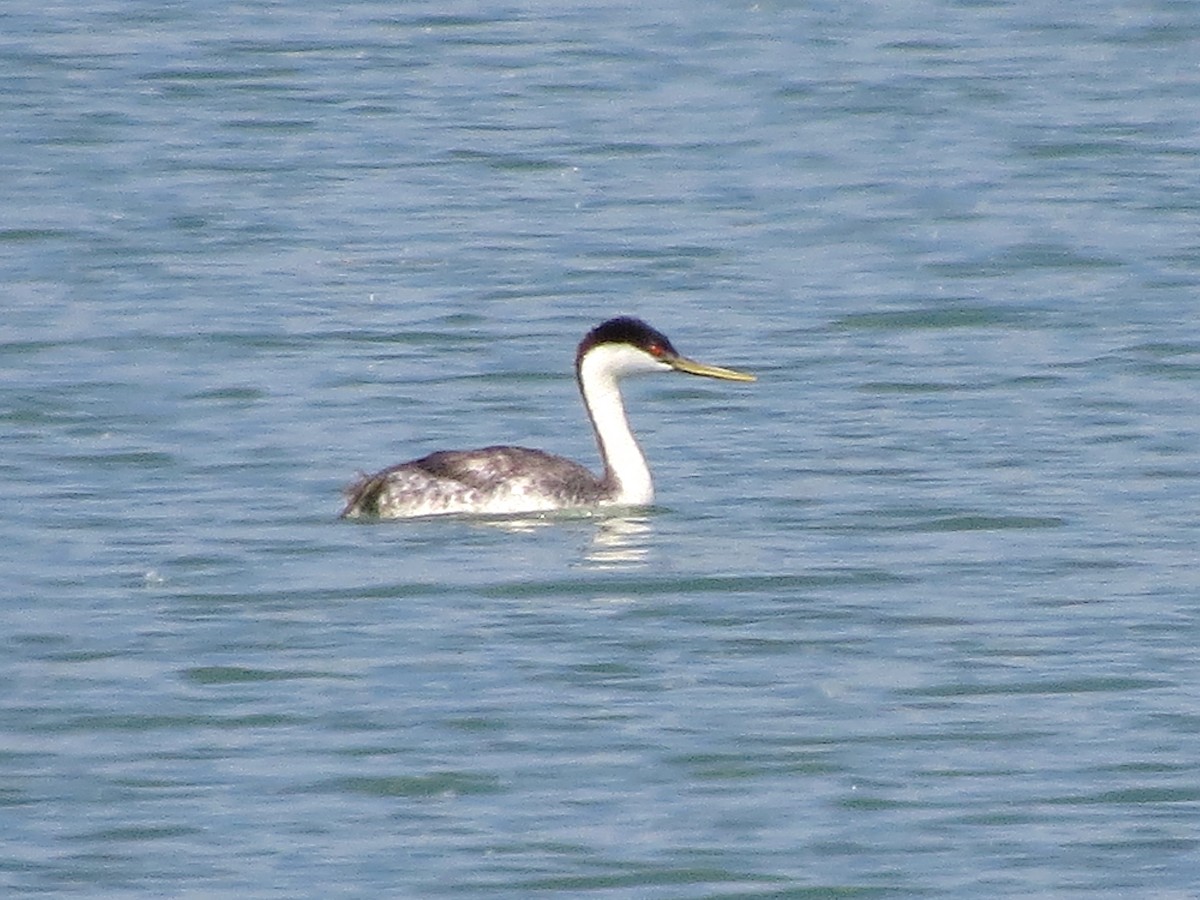 Western Grebe - ML107056391