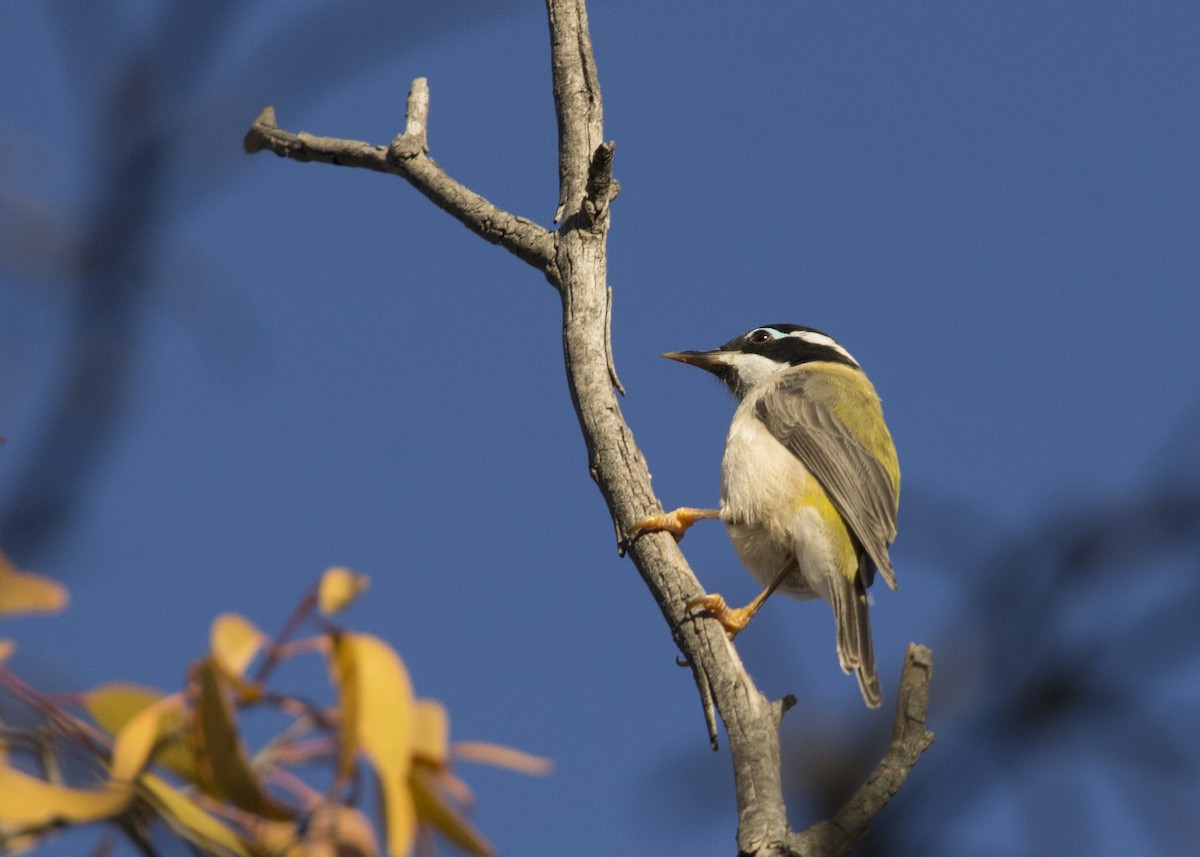 Black-chinned Honeyeater (Black-chinned) - ML107056501