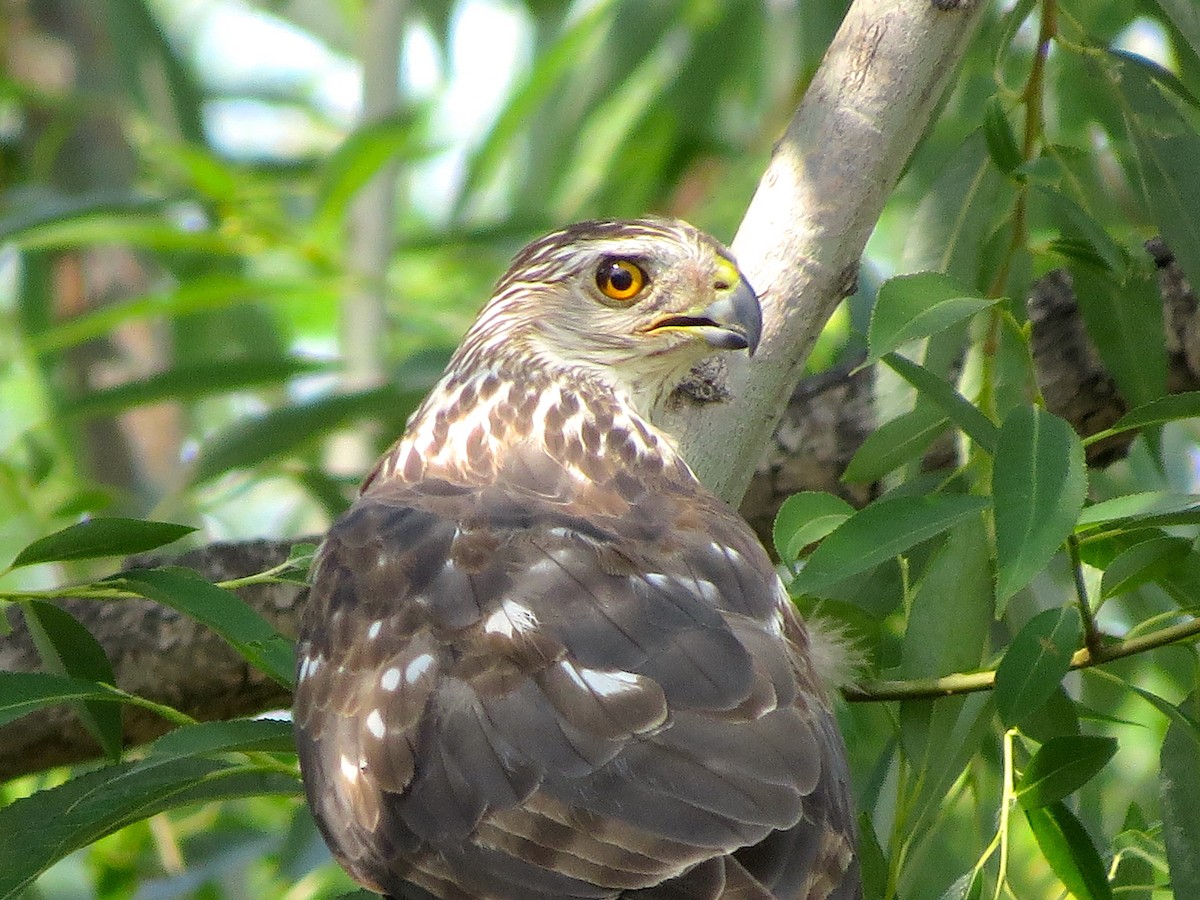 Cooper's Hawk - ML107056731