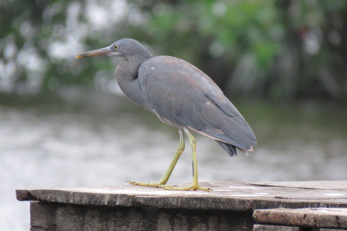 Pacific Reef-Heron - Alison Turner