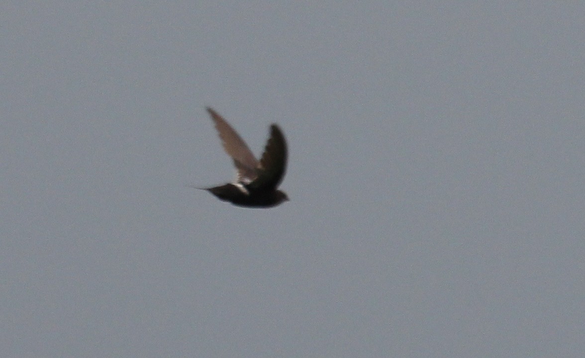 White-rumped Swift - Alexander Lees