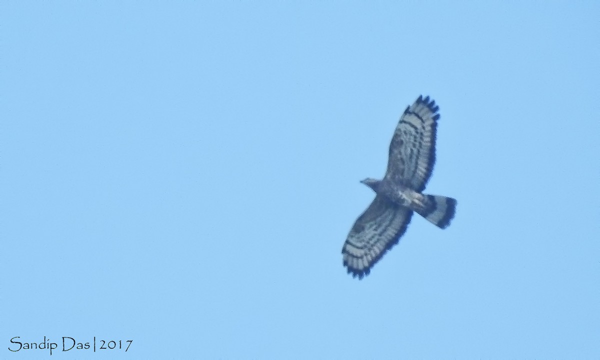 Oriental Honey-buzzard - Sandip Das