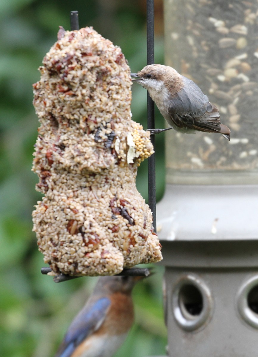 Brown-headed Nuthatch - Don Coons