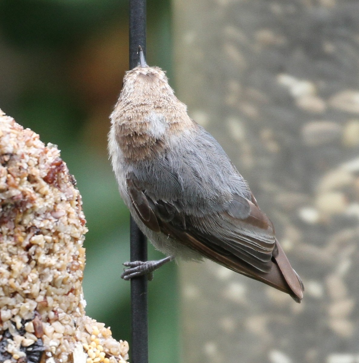 Brown-headed Nuthatch - Don Coons
