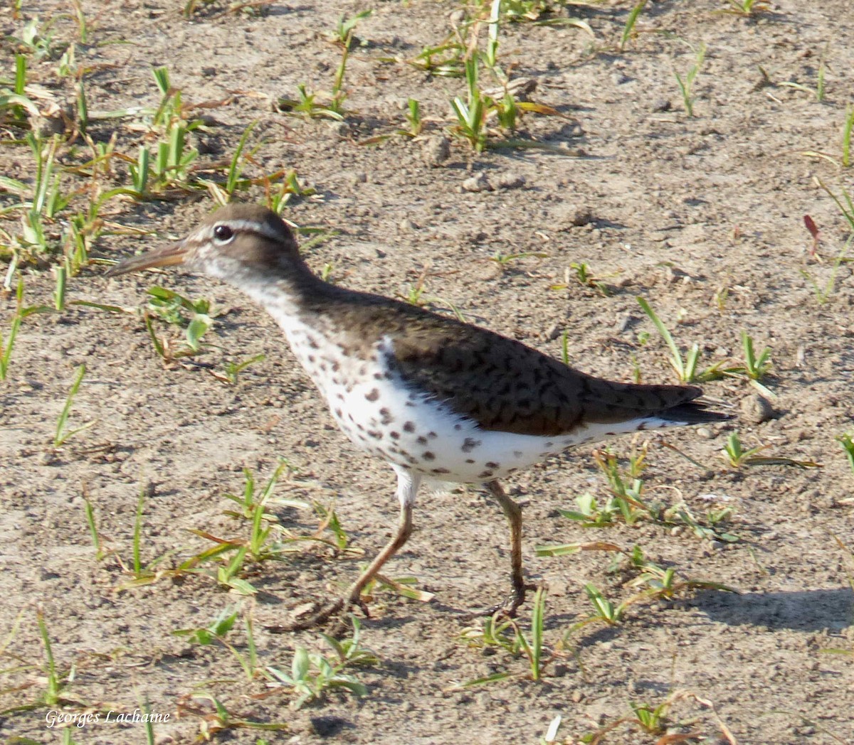 Spotted Sandpiper - Georges Lachaîne