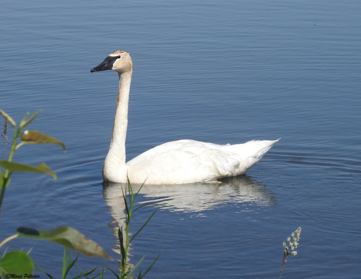 Trumpeter Swan - Mario Pelletier