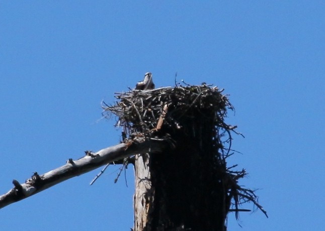 Osprey - ML107064231