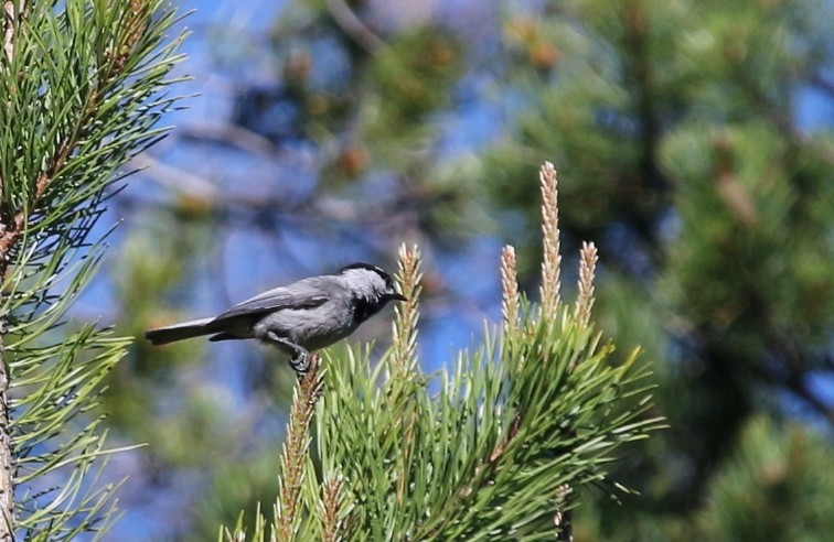 Mountain Chickadee - ML107064931