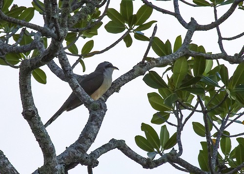 Mangrove Cuckoo - ML107065401