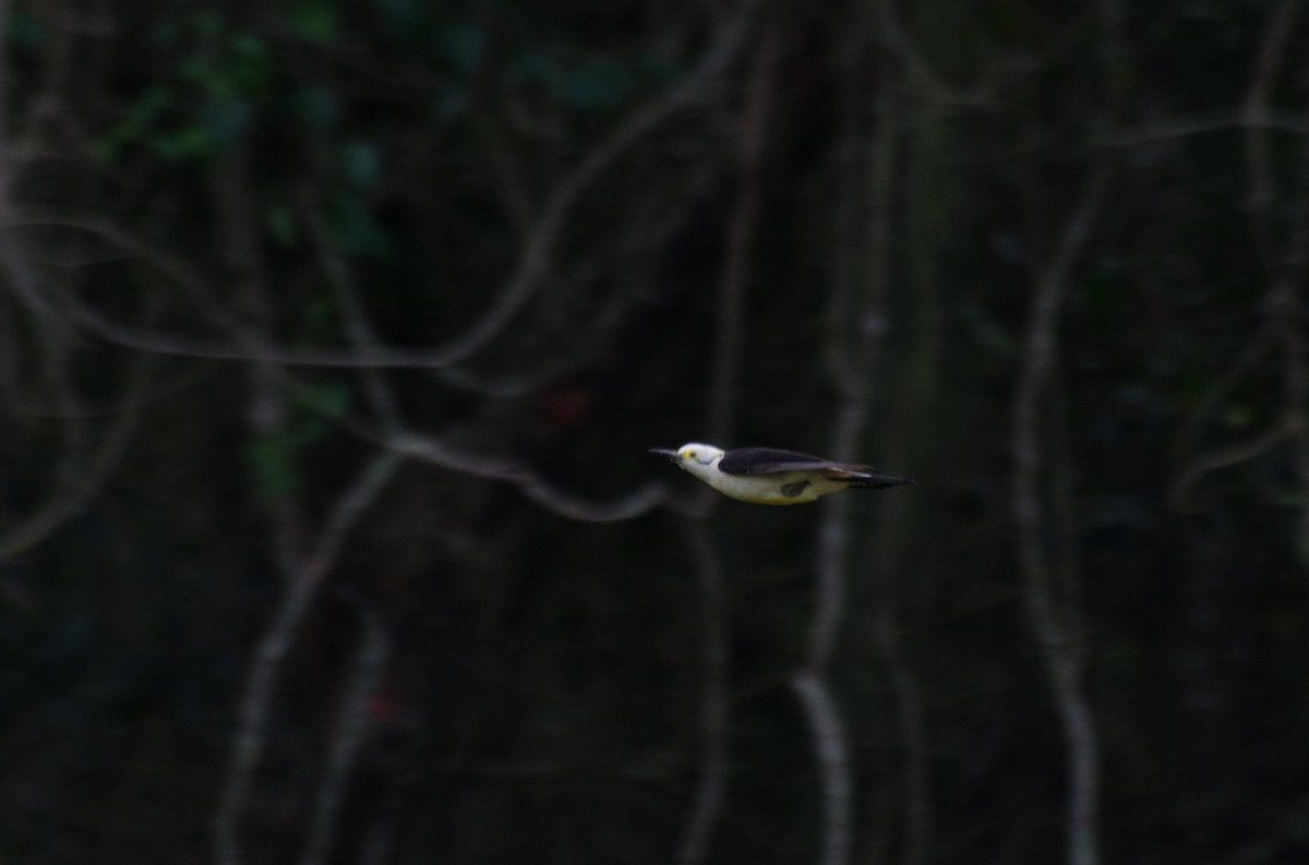 White Woodpecker - Marcos Eugênio Birding Guide